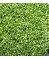 Kunstpukspuu SEMPERVIRENS PALL
