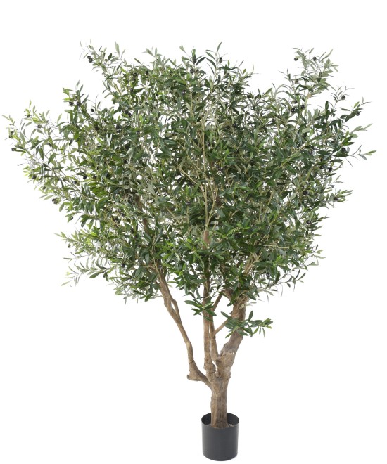 Kunstoliivipuu, suur oliivipuu