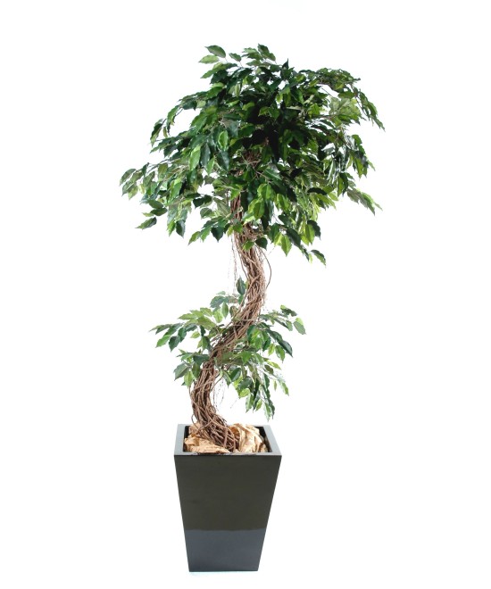 Kunstficus S
