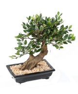 Artificial BONSAI ELM IN BOWL gravel