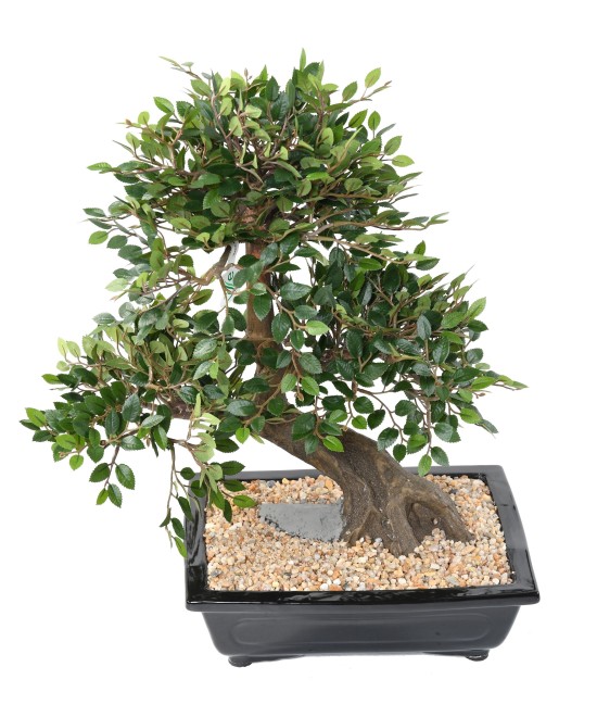 Kunstlik BONSAI JALAKAS KAUSIS kruus