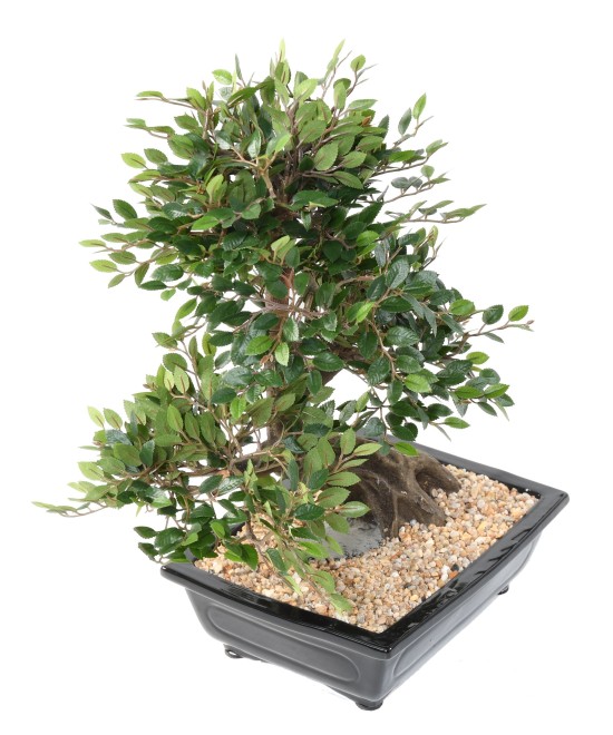 Kunstlik BONSAI JALAKAS KAUSIS kruus