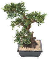 Artificial BONSAI ELM IN BOWL gravel