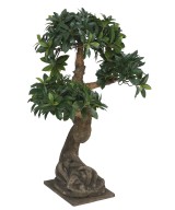 Artificial BONSAI EUONYMUS JAPONICUS FICUS