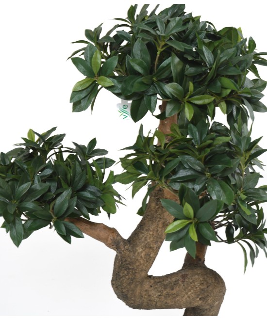 Artificial BONSAI EUONYMUS JAPONICUS FICUS