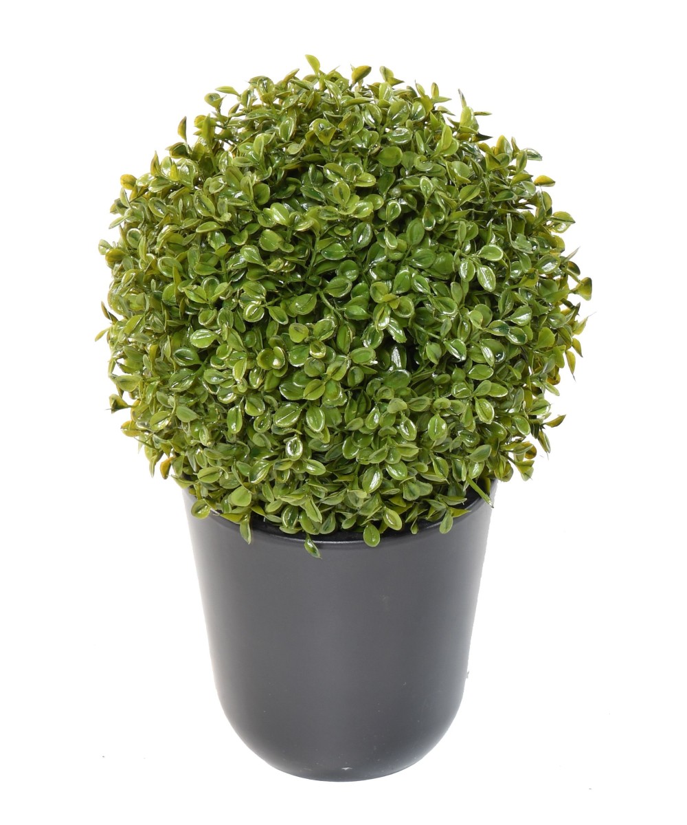 BOXWOOD BALL STK Single (Net promotional price)