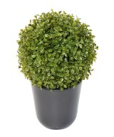 BOXWOOD BALL STK Single (Net promotional price)
