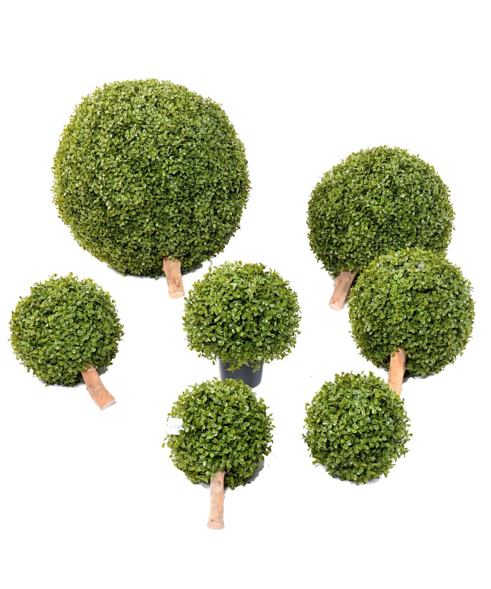 BOXWOOD BALL STK POT (Net promotional price)
