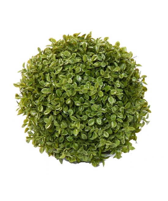 BOXWOOD BALL STK (Net promotional price)