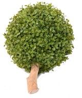 BOXWOOD BALL STK (Net promotional price)