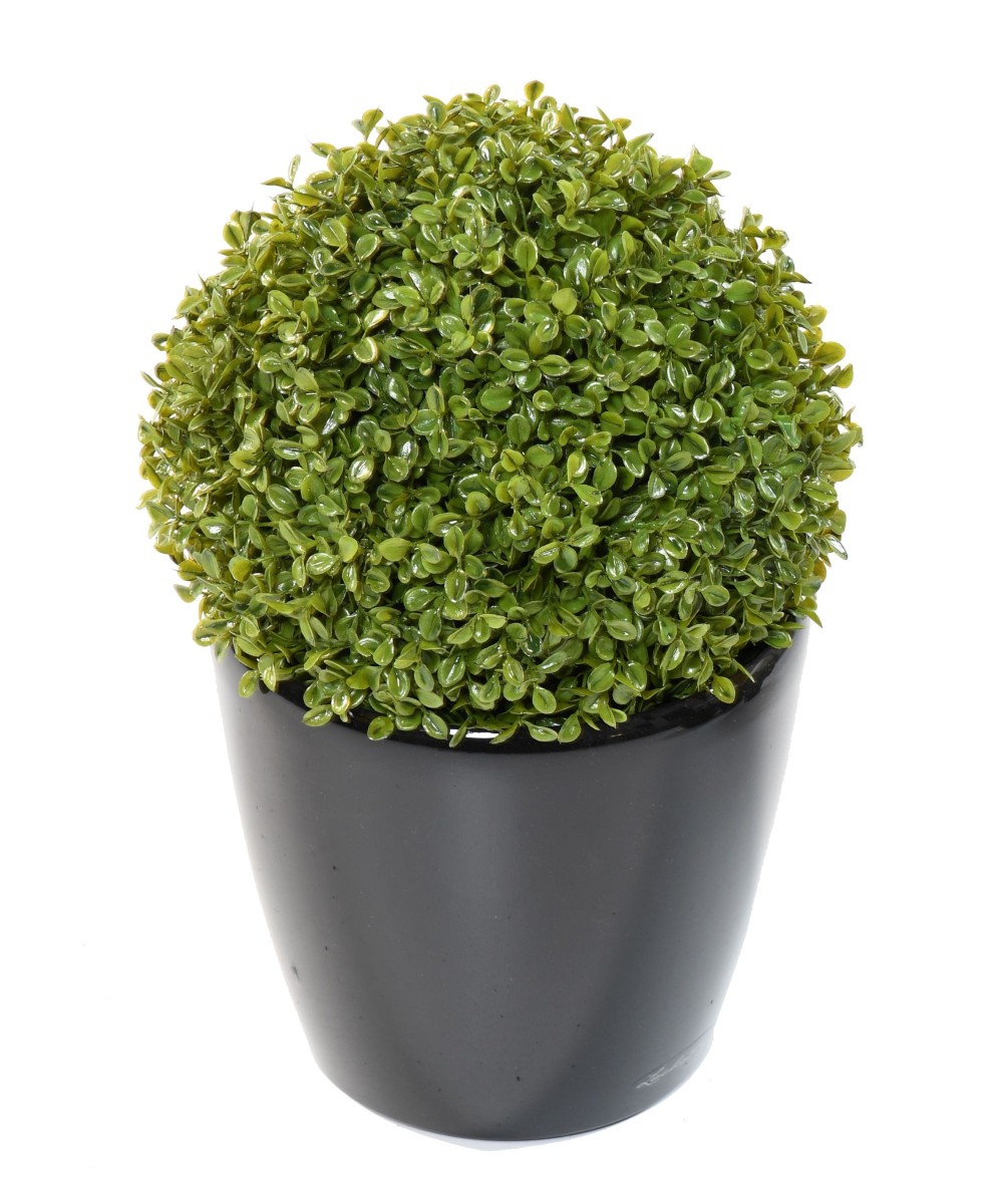 BOXWOOD BALL STK (Net promotional price)