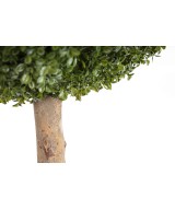 BOXWOOD BALL STK (Net promotional price)