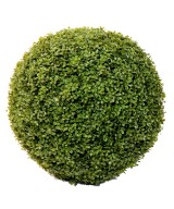 BOXWOOD BALL STK (Net promotional price)