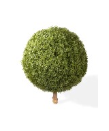 BOXWOOD BALL STK (Net promotional price)
