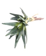 Kunstlik ALOE 35