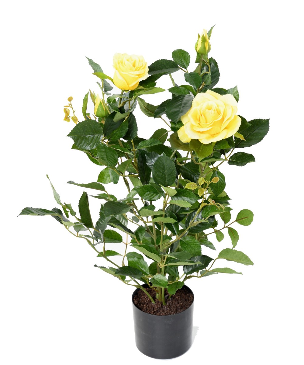 Artificial ROSE
