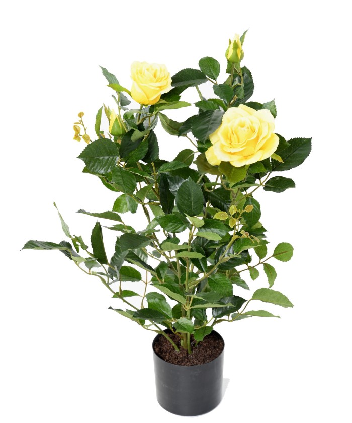 Artificial ROSE