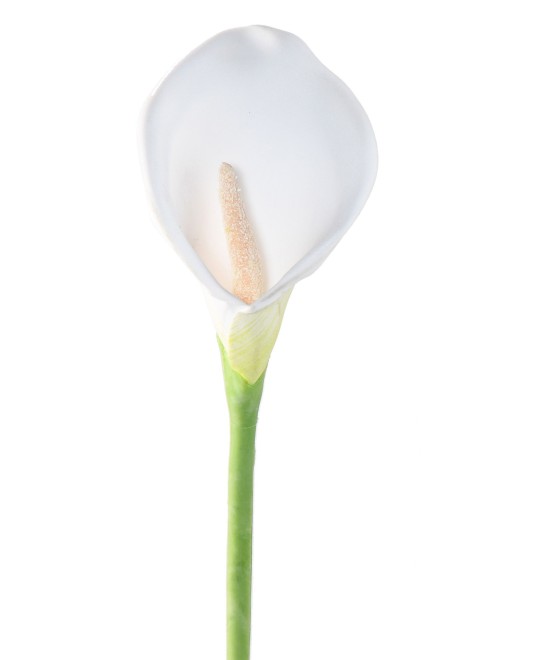 Artificial CALLA (ARUM)