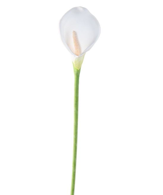 Artificial CALLA (ARUM)