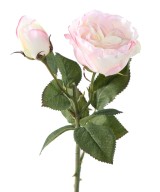 ROSE 1 1 (Net promotional price)