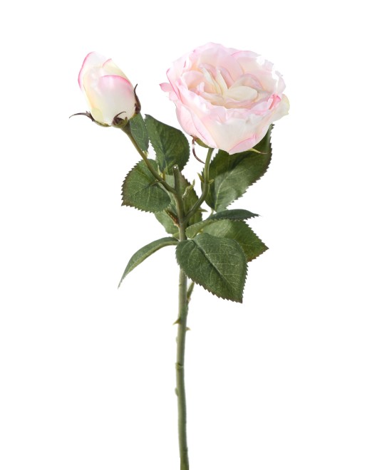 ROSE 1 1 (Net promotional price)