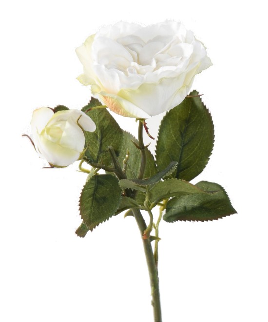 ROSE 1 1 (Net promotional price)