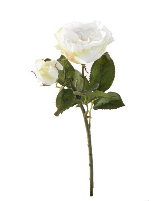 ROSE 1 1 (Net promotional price)