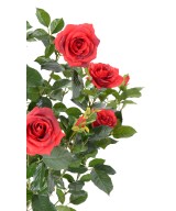 Artificial ROSE