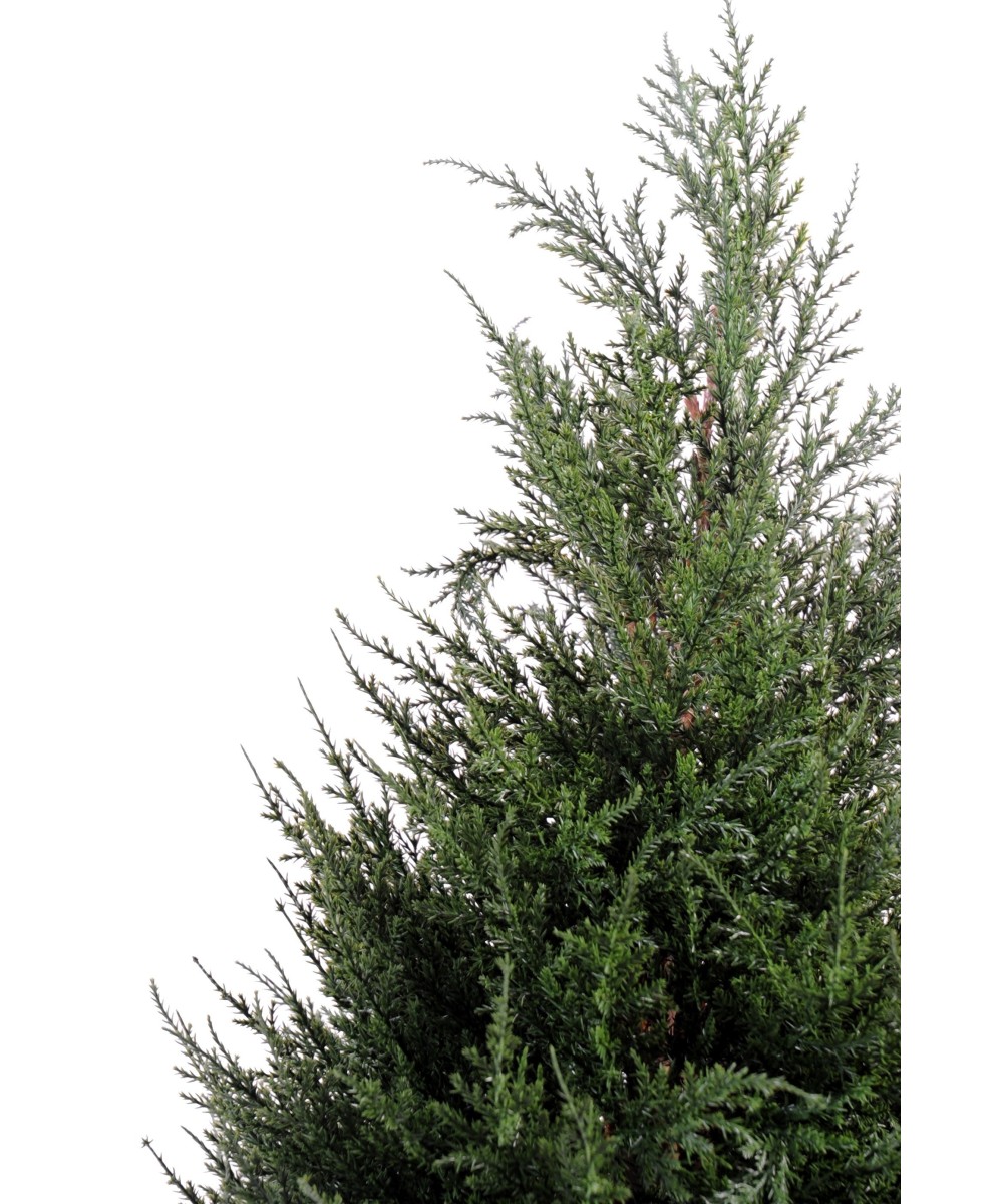 Artificial cypress (juniperus vj)
