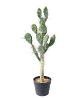 Artificial CACTUS