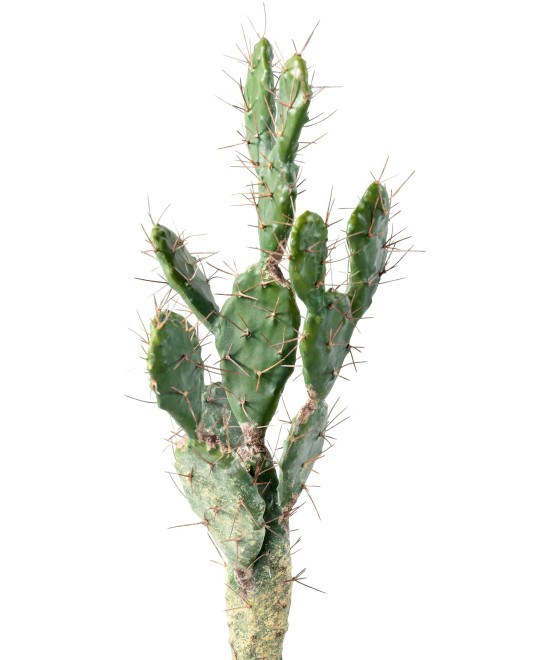 Artificial CACTUS
