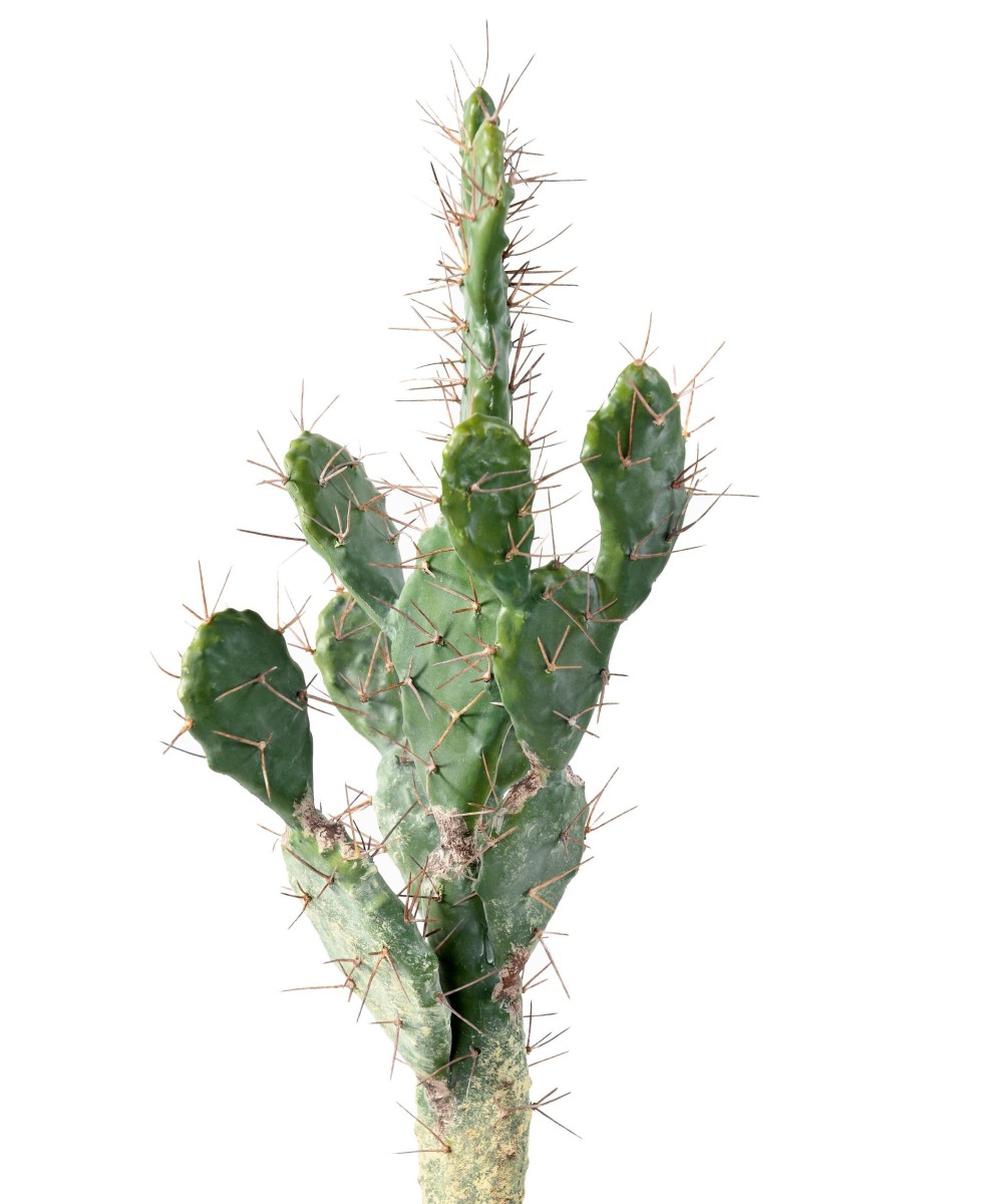 Artificial CACTUS