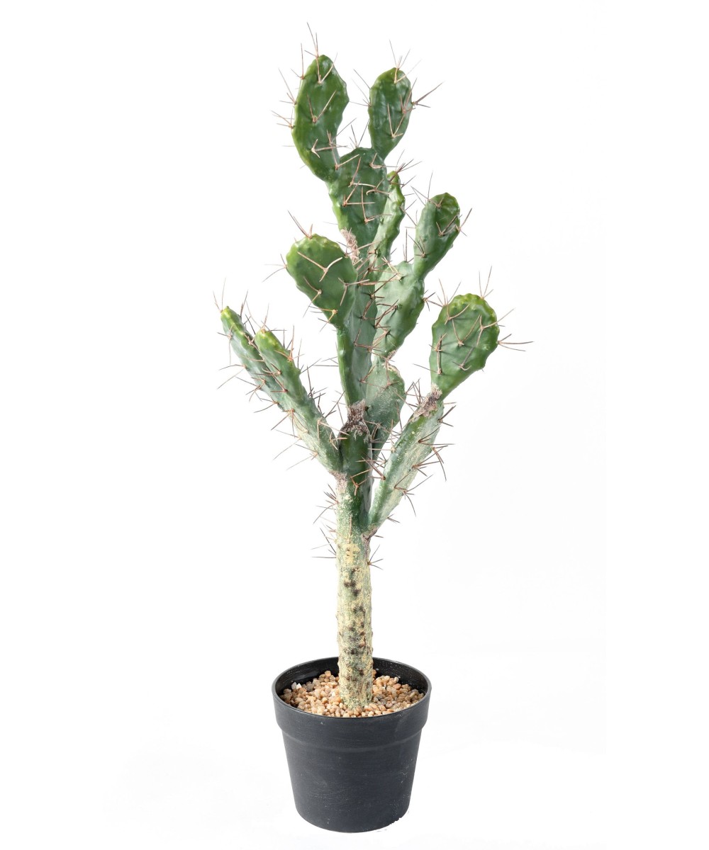 Artificial CACTUS