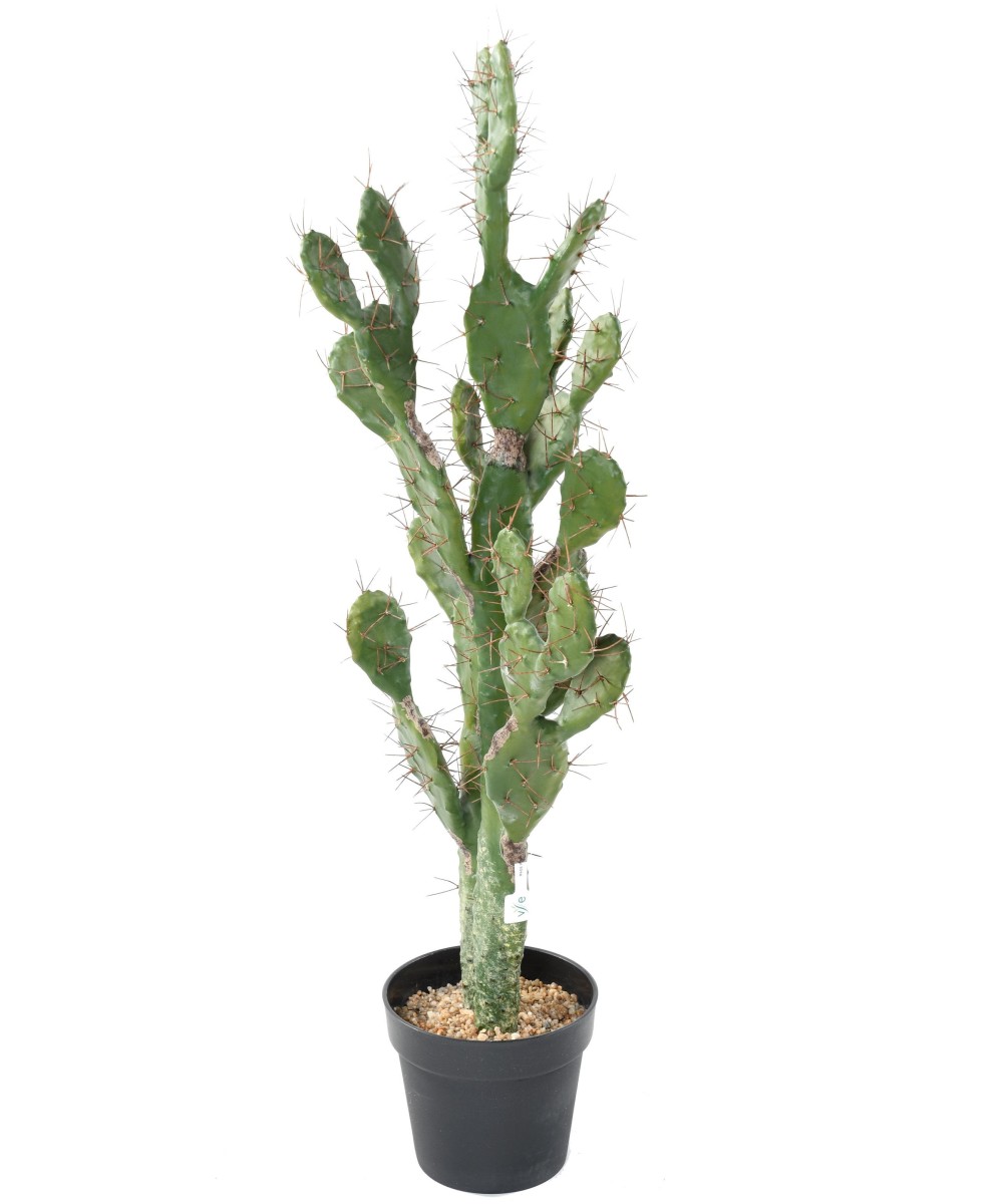 Artificial CACTUS