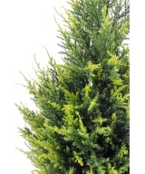 Kunstküpress Juniperus
