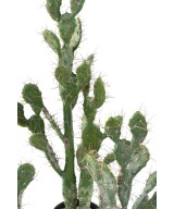 Artificial CACTUS