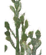 Artificial CACTUS