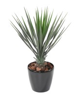 Kunstjuuka ROSTRATA 60