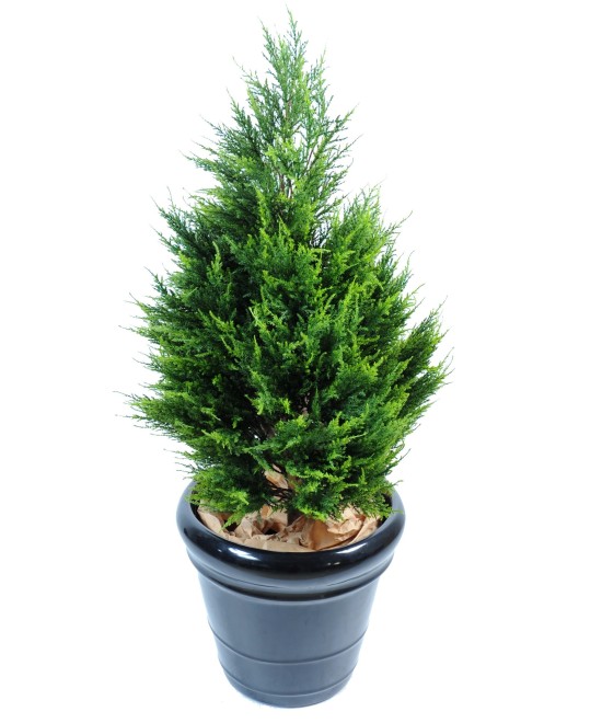 Kunstküpress Juniperus