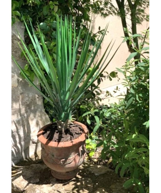 Artificial YUCCA ROSTRATA 60