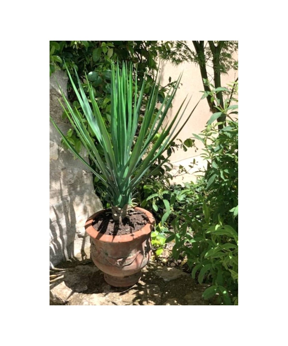 Artificial YUCCA ROSTRATA 60