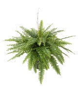 Artificial GIANT BOSTON FERN IN POT