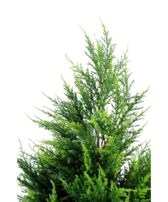 Kunstküpress Juniperus