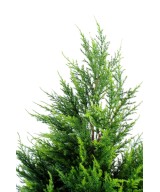Kunstküpress Juniperus