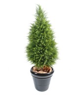 Kunstküpress Juniperus