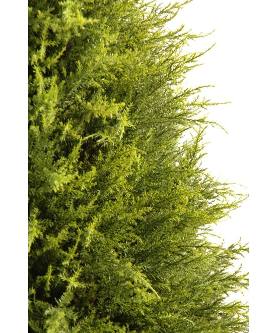 Artificial cypress (juniperus vj)