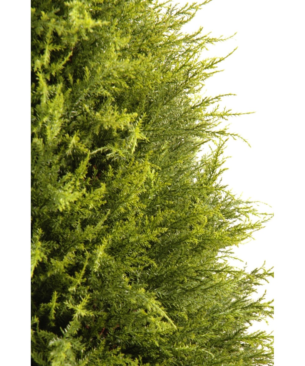 Kunstküpress Juniperus
