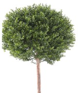 Artificial BOXWOOD RED DAY STEM BALL UV