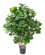 Artificial CLUSIA BUSH