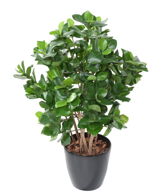 Artificial CLUSIA BUSH